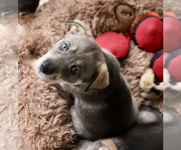 Medium Photo #18 Siberian Husky-Unknown Mix Puppy For Sale in Dana Point, CA, USA