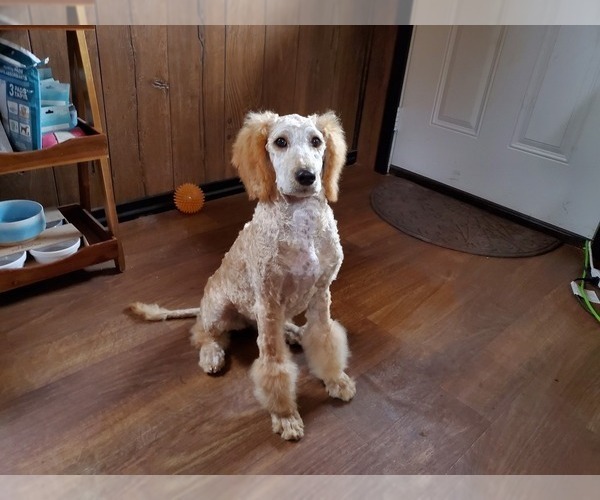 Medium Photo #4 Poodle (Standard) Puppy For Sale in COLORADO SPRINGS, CO, USA