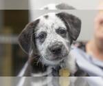 Small Border Collie-Red Heeler Mix