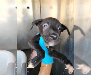 Mutt Dogs for adoption in San Antonio, TX, USA