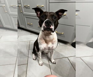 American Pit Bull Terrier Dogs for adoption in Claremore, OK, USA