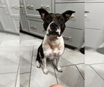 Small American Pit Bull Terrier