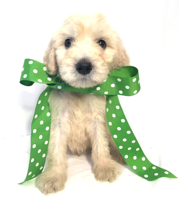 Medium Photo #1 Goldendoodle Puppy For Sale in DEMOPOLIS, AL, USA