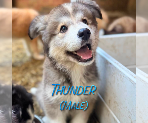 Medium Photo #10 Golden Pyrenees-Siberian Husky Mix Puppy For Sale in HICKORY, NC, USA