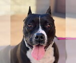 Small #16 American Staffordshire Terrier Mix