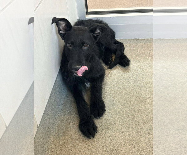 Medium Photo #2 Mutt Puppy For Sale in Grafton, WI, USA