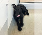 Small #1 Mutt