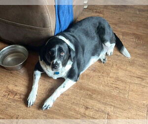 Border Collie-Unknown Mix Dogs for adoption in Minneapolis, MN, USA