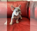 Small Photo #4 French Bulldog Puppy For Sale in ELK CITY, OK, USA