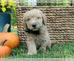 Small Photo #7 Goldendoodle Puppy For Sale in PAULINE, SC, USA