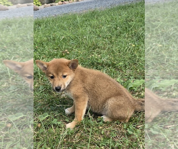 Medium Photo #4 Shiba Inu Puppy For Sale in CANOGA, NY, USA