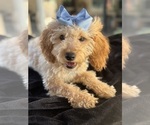 Small Photo #20 Goldendoodle mix (+ Poodle Miniature) Puppy For Sale in MENIFEE, CA, USA