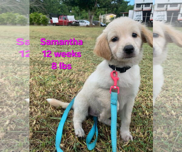 Medium Photo #4 Labrador Retriever-Unknown Mix Puppy For Sale in Virginia Beach, VA, USA