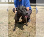 Small #2 Staffordshire Bull Terrier Mix