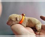 Small Photo #3 Labrador Retriever Puppy For Sale in CLARE, MI, USA