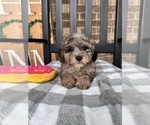 Small Photo #6 Cavapoo Puppy For Sale in INDIANAPOLIS, IN, USA