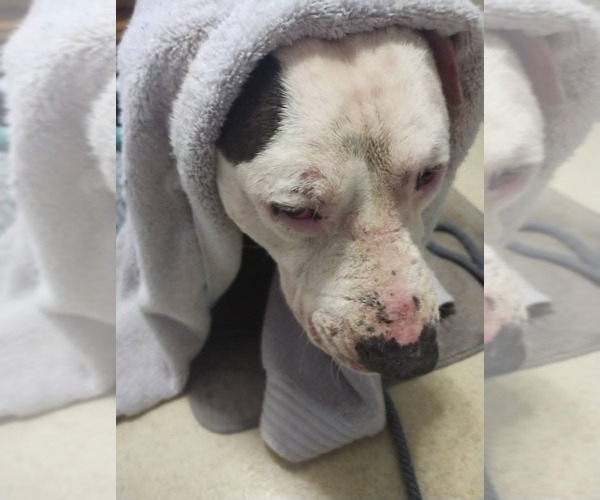 Medium Photo #5 American Pit Bull Terrier-Unknown Mix Puppy For Sale in Rustburg, VA, USA