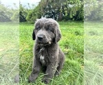 Small Photo #1 Newfoundland Puppy For Sale in VANCOUVER, WA, USA