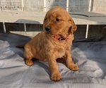 Puppy 1 Golden Retriever