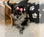 Image preview for Ad Listing. Nickname: Iris