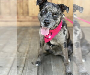 Stella - Female Catahoula Leopard Dog-Unknown Mix Dog for Adoption - Photo #8