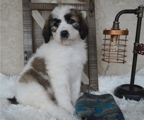 Medium Photo #1 Saint Berdoodle Puppy For Sale in HONEY BROOK, PA, USA