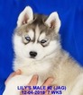 Small Photo #32 Siberian Husky Puppy For Sale in MANILLA, IA, USA