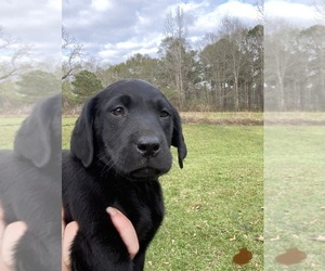 Labrador Retriever Puppy for sale in OSYKA, MS, USA