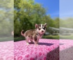 Small Photo #45 Pomsky Puppy For Sale in DRACUT, MA, USA