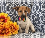 Small Photo #9 Australian Cattle Dog-Jack Russell Terrier Mix Puppy For Sale in LAKELAND, FL, USA