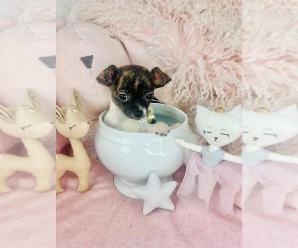 Medium Photo #12 Chihuahua Puppy For Sale in AVONDALE ESTATES, GA, USA
