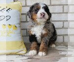 Puppy Pansy Bernedoodle (Miniature)