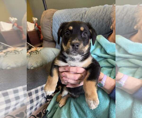 Medium Photo #2 Shepradors Puppy For Sale in Aurora, IN, USA