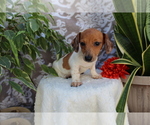 Small #4 Dachshund