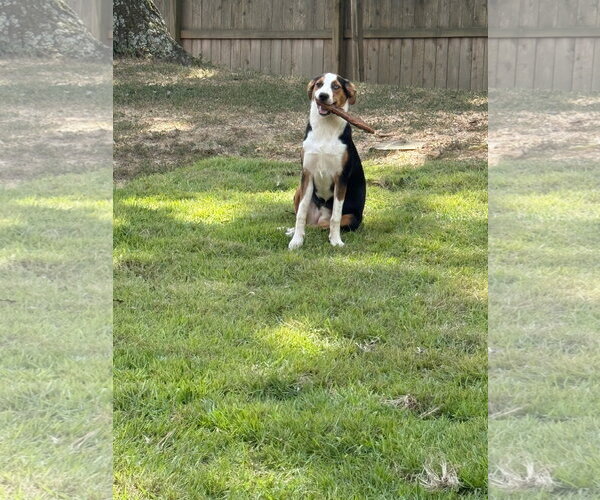 Medium Photo #2 Treeing Walker Coonhound-Unknown Mix Puppy For Sale in Horn Lake, MS, USA
