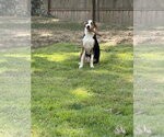 Small #1 Treeing Walker Coonhound Mix