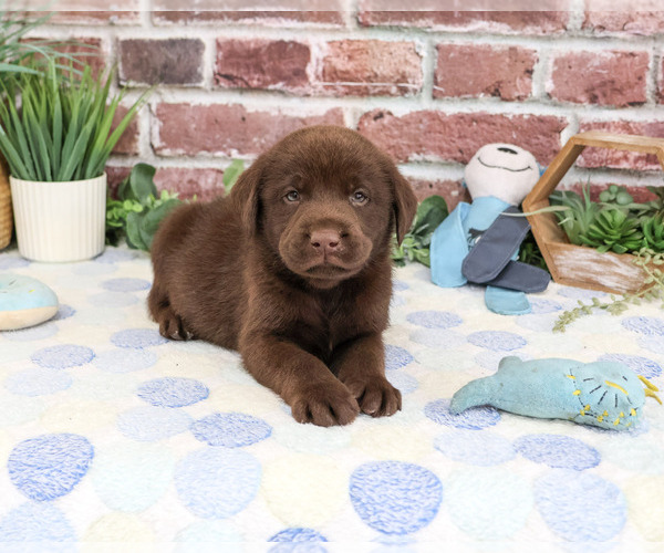 Medium Photo #3 Labrador Retriever Puppy For Sale in SYRACUSE, IN, USA