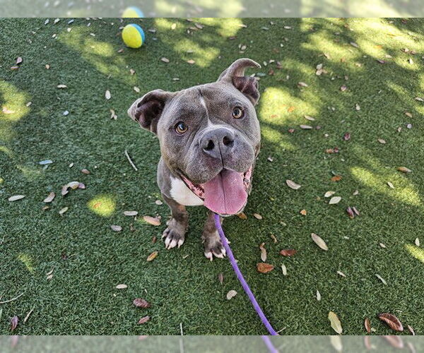 Medium Photo #1 Mutt Puppy For Sale in Orlando, FL, USA