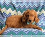 Small Photo #4 Goldendoodle Puppy For Sale in LINCOLN UNIV, PA, USA
