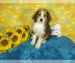Small Photo #87 Bernedoodle-Poodle (Toy) Mix Puppy For Sale in BLACK FOREST, CO, USA
