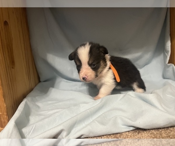 Medium Photo #2 Pembroke Welsh Corgi Puppy For Sale in ABSECON, NJ, USA