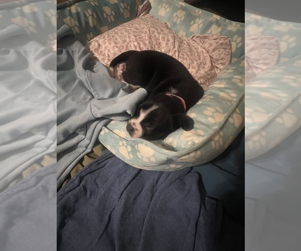 Medium Photo #3 Boston Terrier Puppy For Sale in BURLINGTON TOWNSHIP, NJ, USA