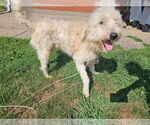 Small Goldendoodle (Miniature)