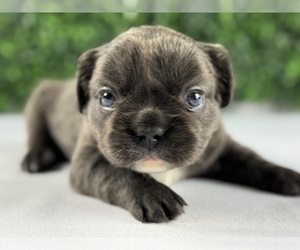 French Bulldog Puppy for sale in GRAYSLAKE, IL, USA