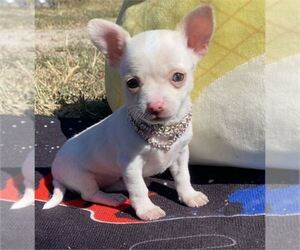 Chihuahua Puppy for sale in WEST PALM BEACH, FL, USA