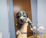 Puppy 7 American Bully-Cane Corso Mix