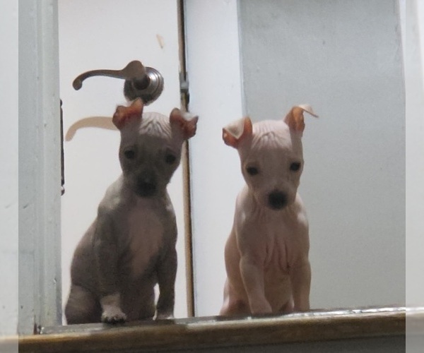 Medium Photo #8 Miniature American Hairless Terrier Puppy For Sale in MEDFORD, MA, USA