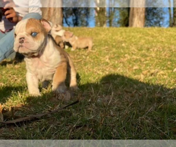 Medium Photo #5 English Bulldog Puppy For Sale in HAYWARD, CA, USA