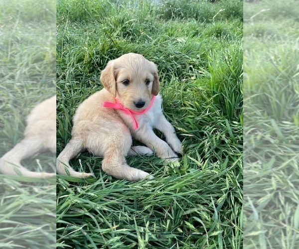 Medium Photo #5 Goldendoodle Puppy For Sale in BURNET, TX, USA