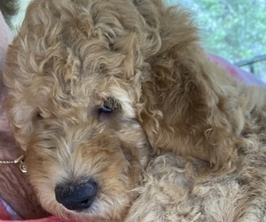 Goldendoodle (Miniature) Puppy for sale in MACOMB, MI, USA